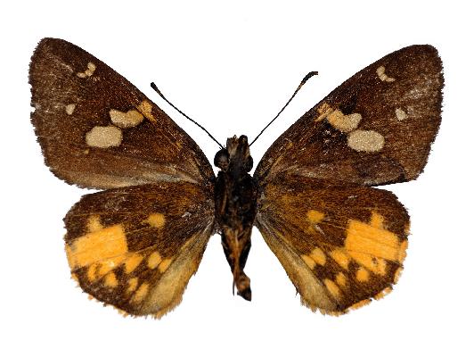 Apallaga klaudiae male paratype UNS